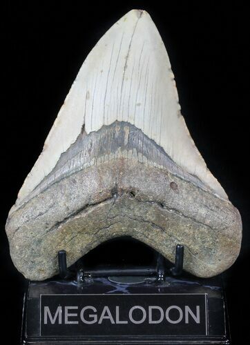 Large, Megalodon Tooth - North Carolina #59015